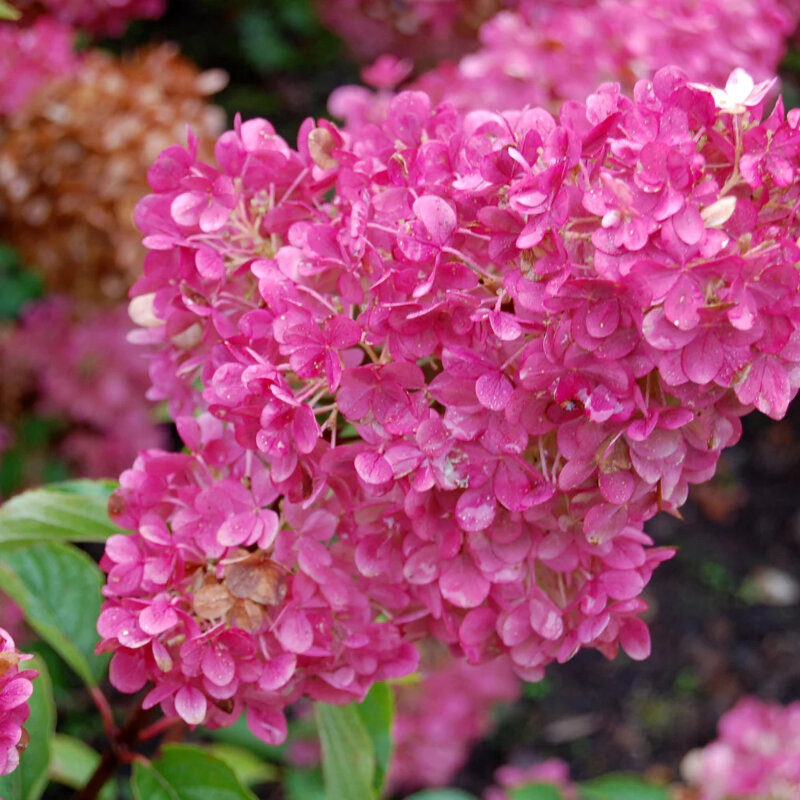 Hortensia paniculé « Sundae Fraise » fleurs