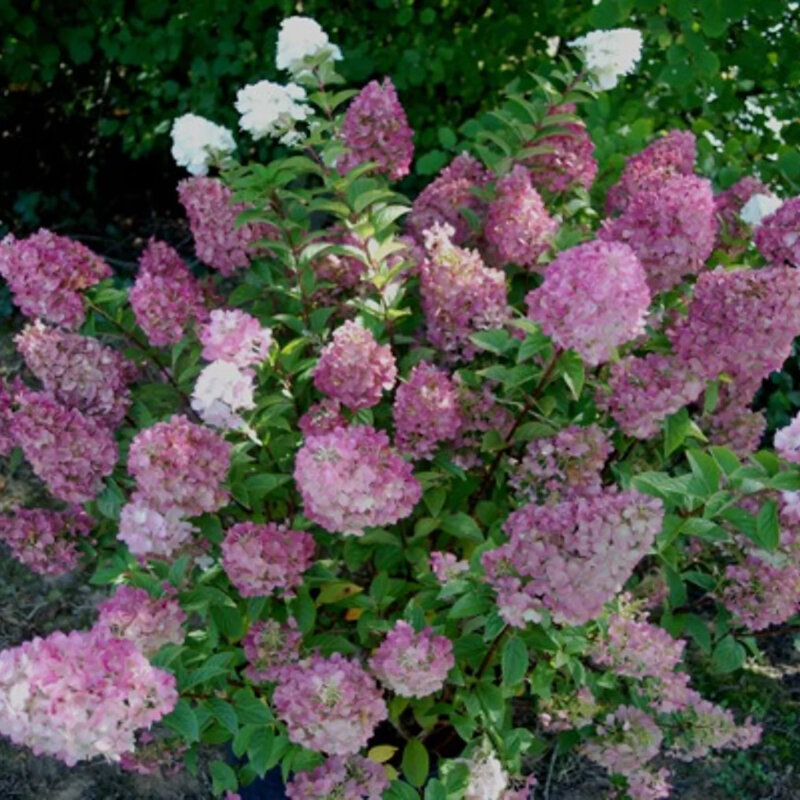 Hortensia paniculé « Sundae Fraise » dans le jardin