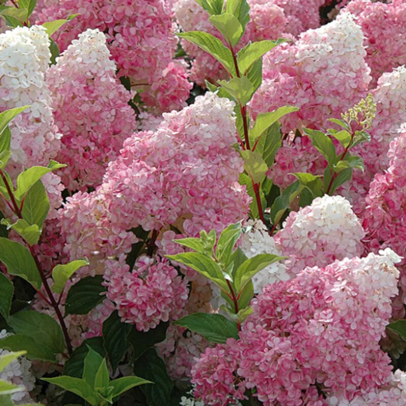 L’hortensia paniculé sur tige « Vanille-Fraise » fleurs