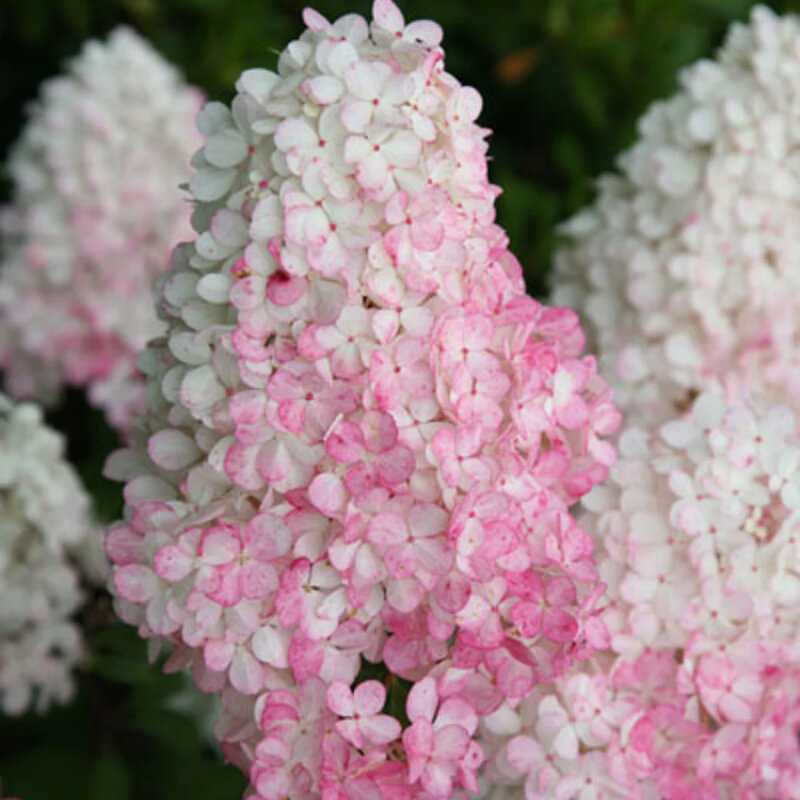 L’hortensia paniculé sur tige « Vanille-Fraise »