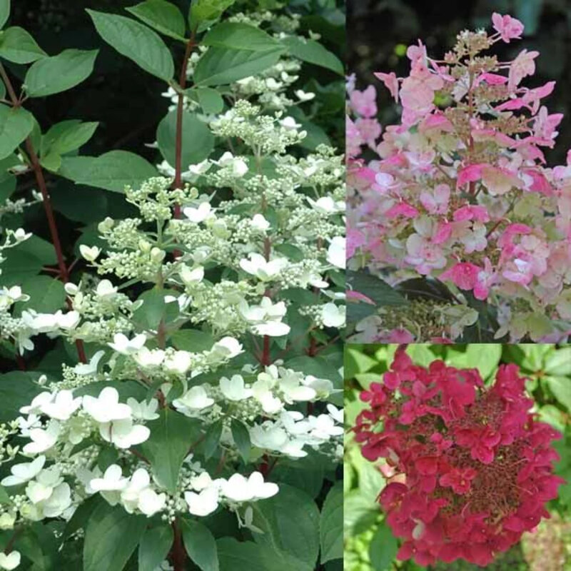 Hortensia paniculé « Wim's Red » ® changement de couleur 