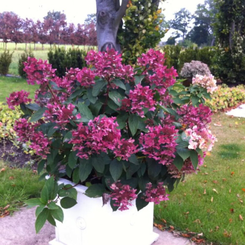 Hortensia paniculé « Wim's Red » ® en pot