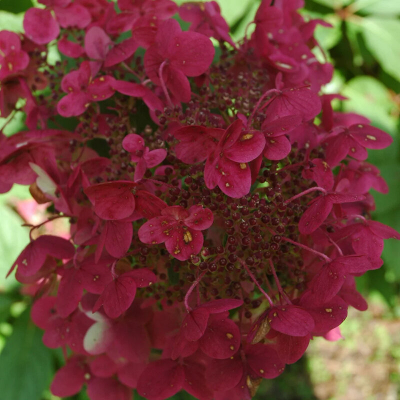 Hortensia paniculé « Wim's Red » ® fleur