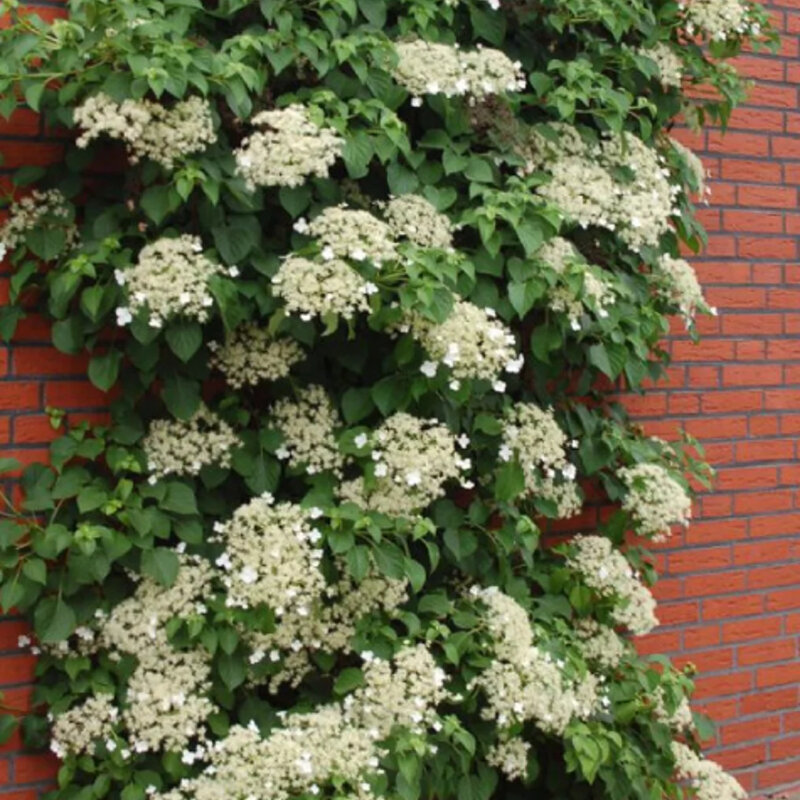 Hydrangea anomala « Petiolaris » pour recouvrir un mur