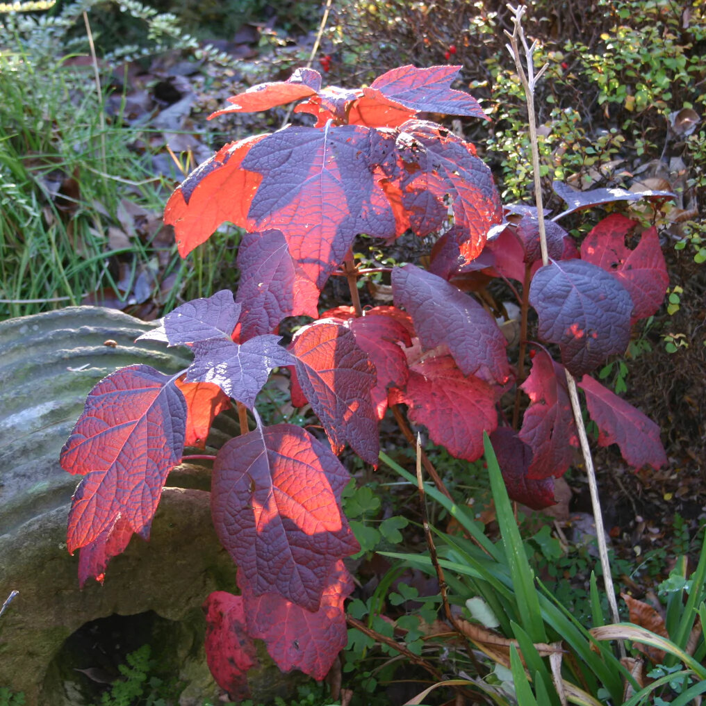Hortensia à feuilles de chêne rouge pourpre