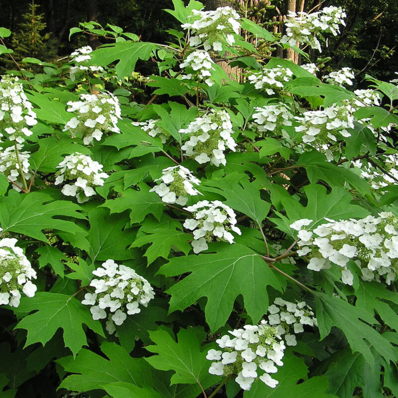 Hortensia à feuilles de chêne avec de panaches de fleurs blanches