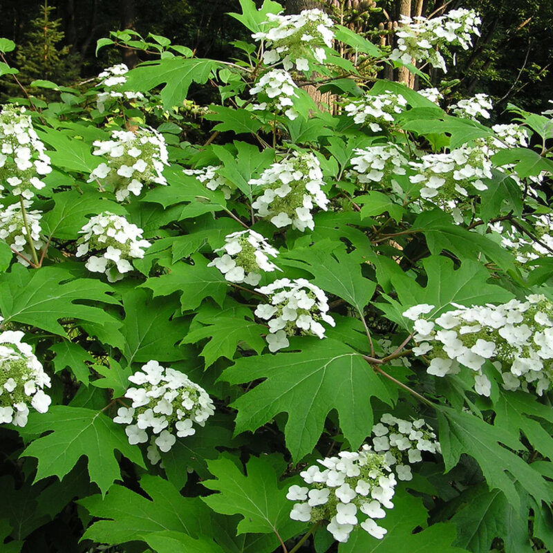 Hortensia à feuilles de chêne