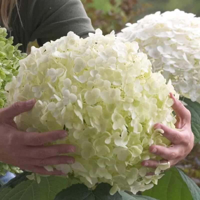 Hortensia boule de neige « Strong Annabelle » fleurs plus grands