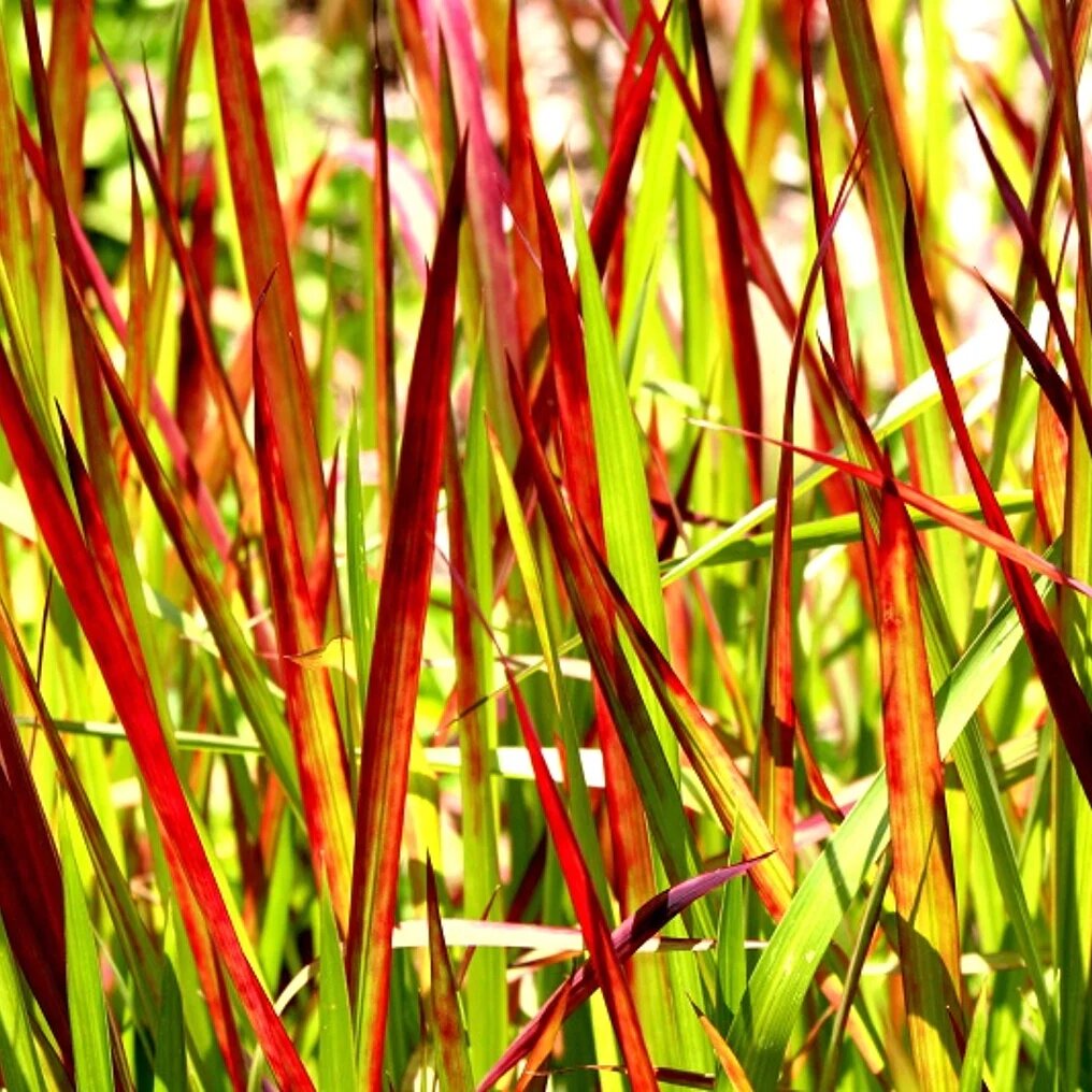 Imperata cylindrica « Red Baron » feuille