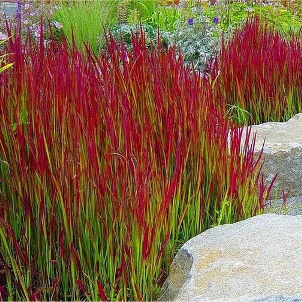 imperata cylindrica red baron rouge
