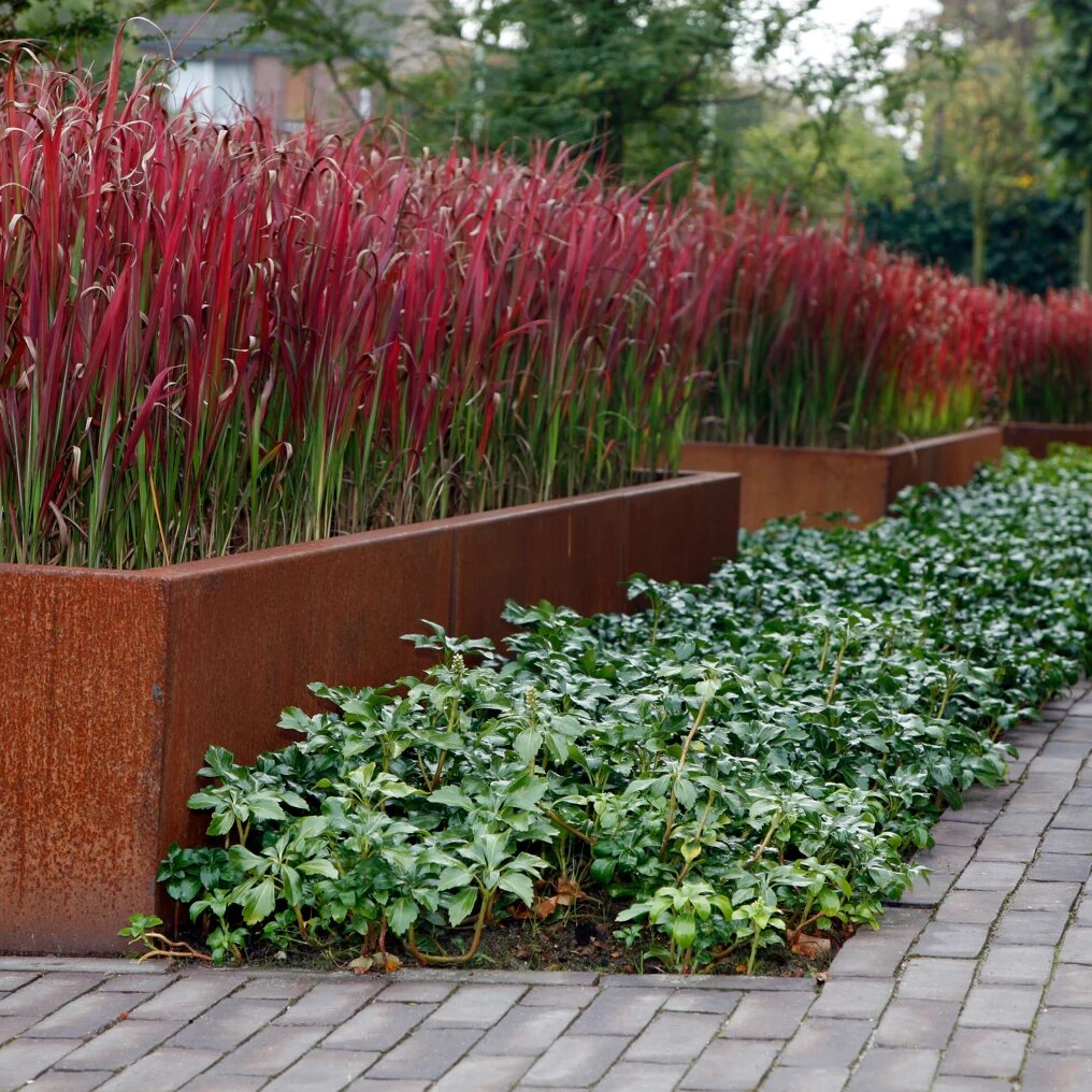 imperata cylindrica red baron