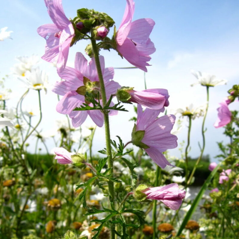 Malva moschata