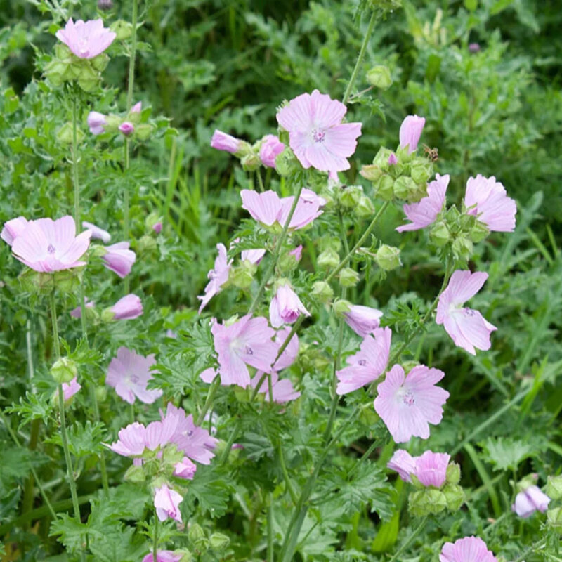 Mauve musquée rose dans le jardin