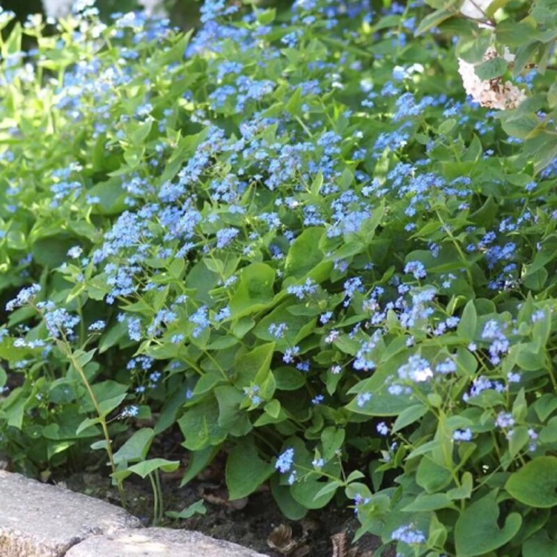 Myosotis caucasien