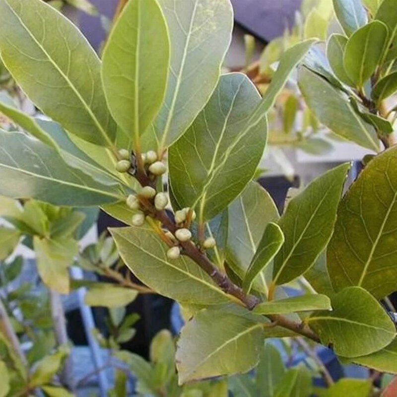 Laurus nobilis