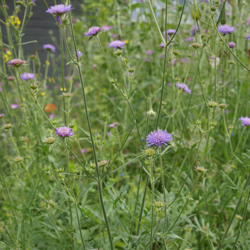 Knautie des champs dans le jardin