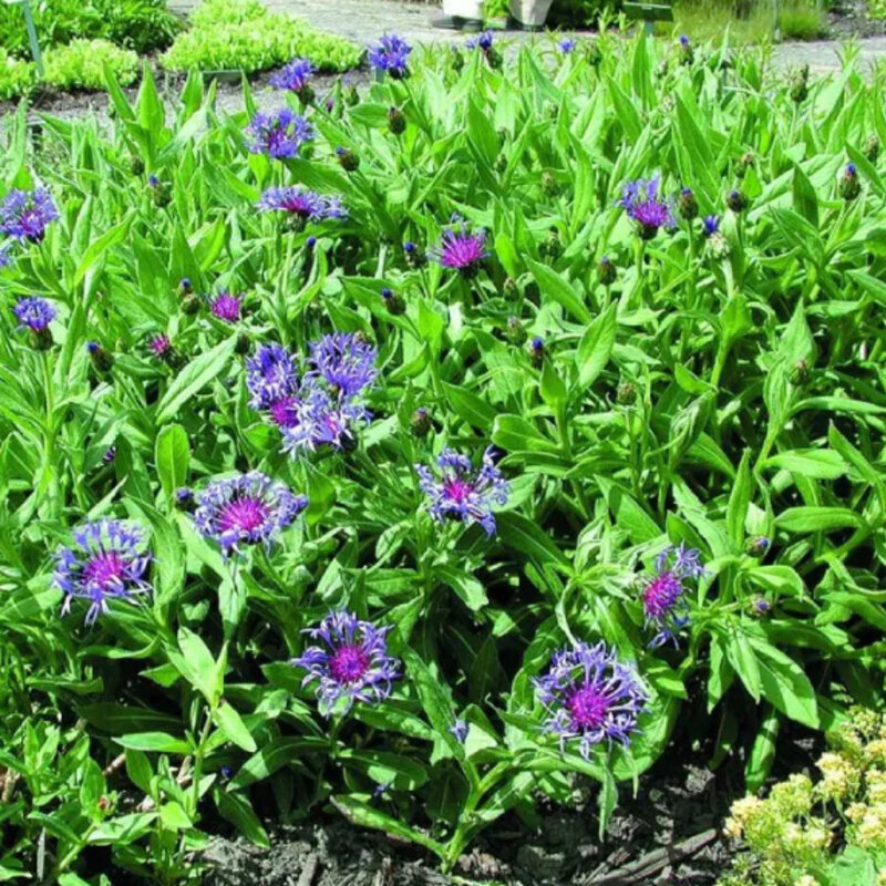 Bleuet des montagnes dans le jardin