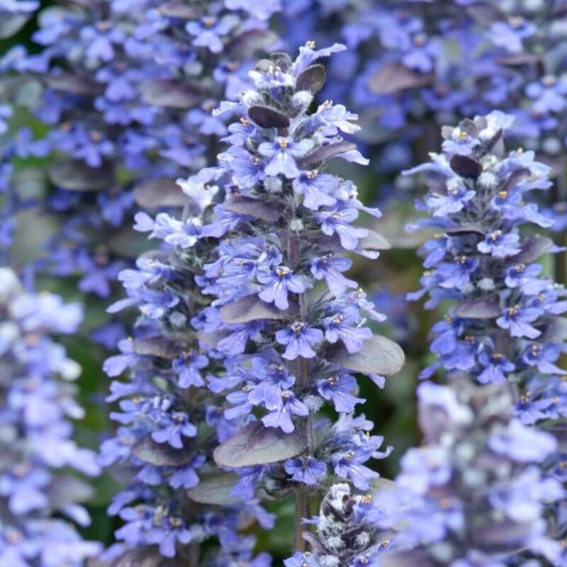 Bugle rampant fleurs