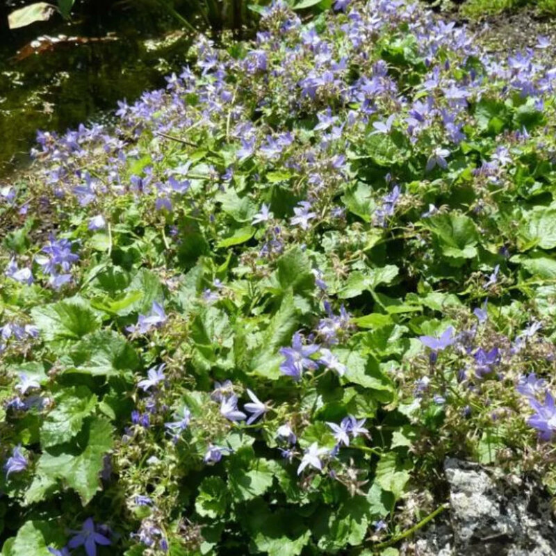 Campanule dans le jardin