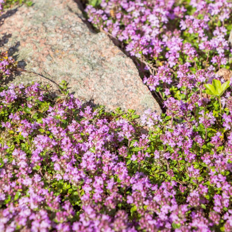 Thymus praecox « Red Carpet »