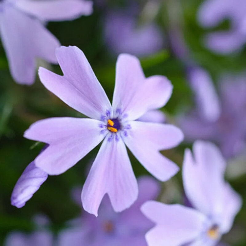 Phlox mousse bleu fleur 