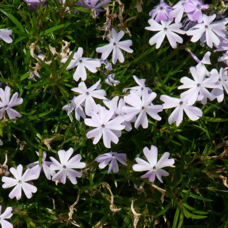 Phlox subulata