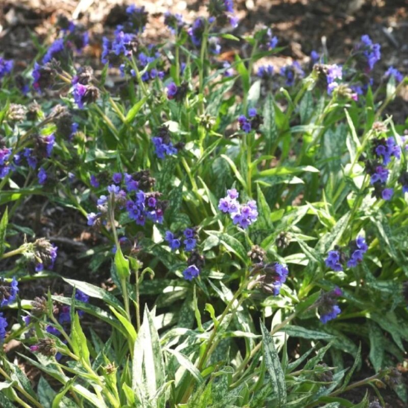 Pulmonaire officinale à longues feuilles