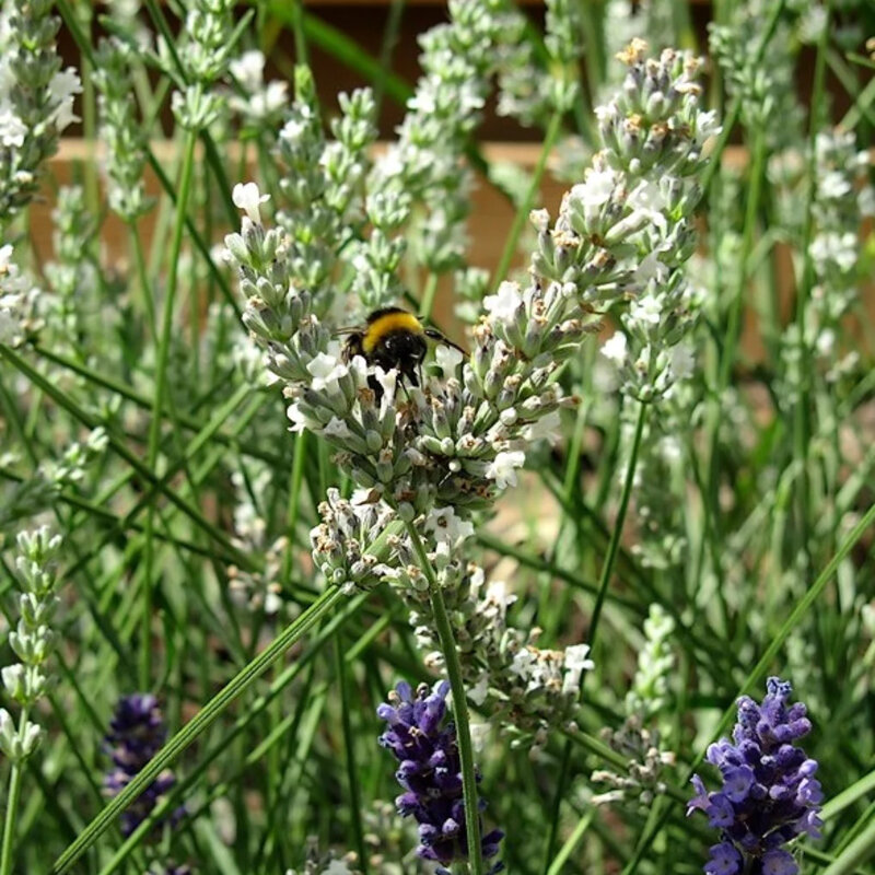 Lavandula angustifolia « Edelweiss » 