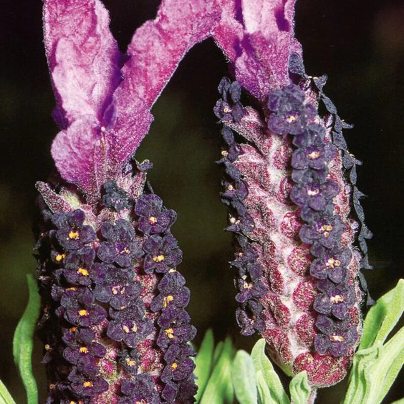 Lavande papillon (Lavandula stoechas)