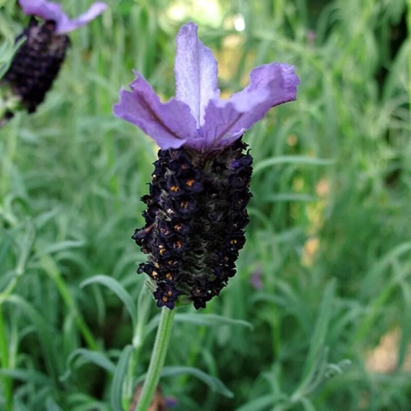 Lavande papillon fleur