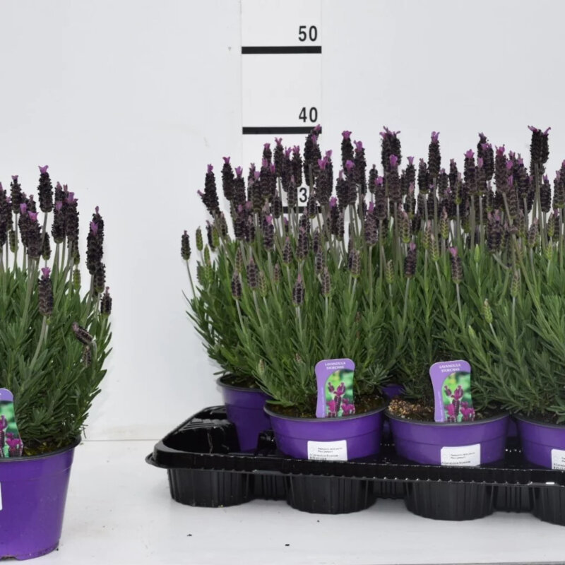 Lavandula stoechas