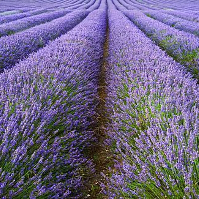 Lavande (Lavandula angustifolia)