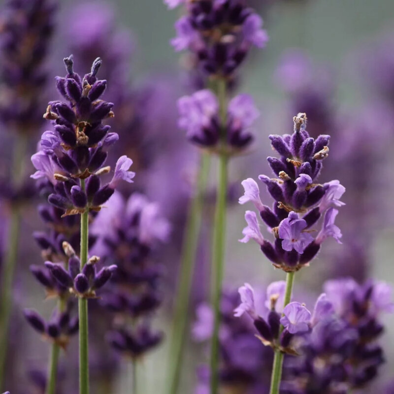 Lavandula angustifolia fleurs