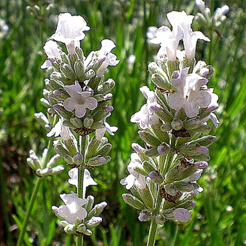 Lavande blanche fleurs