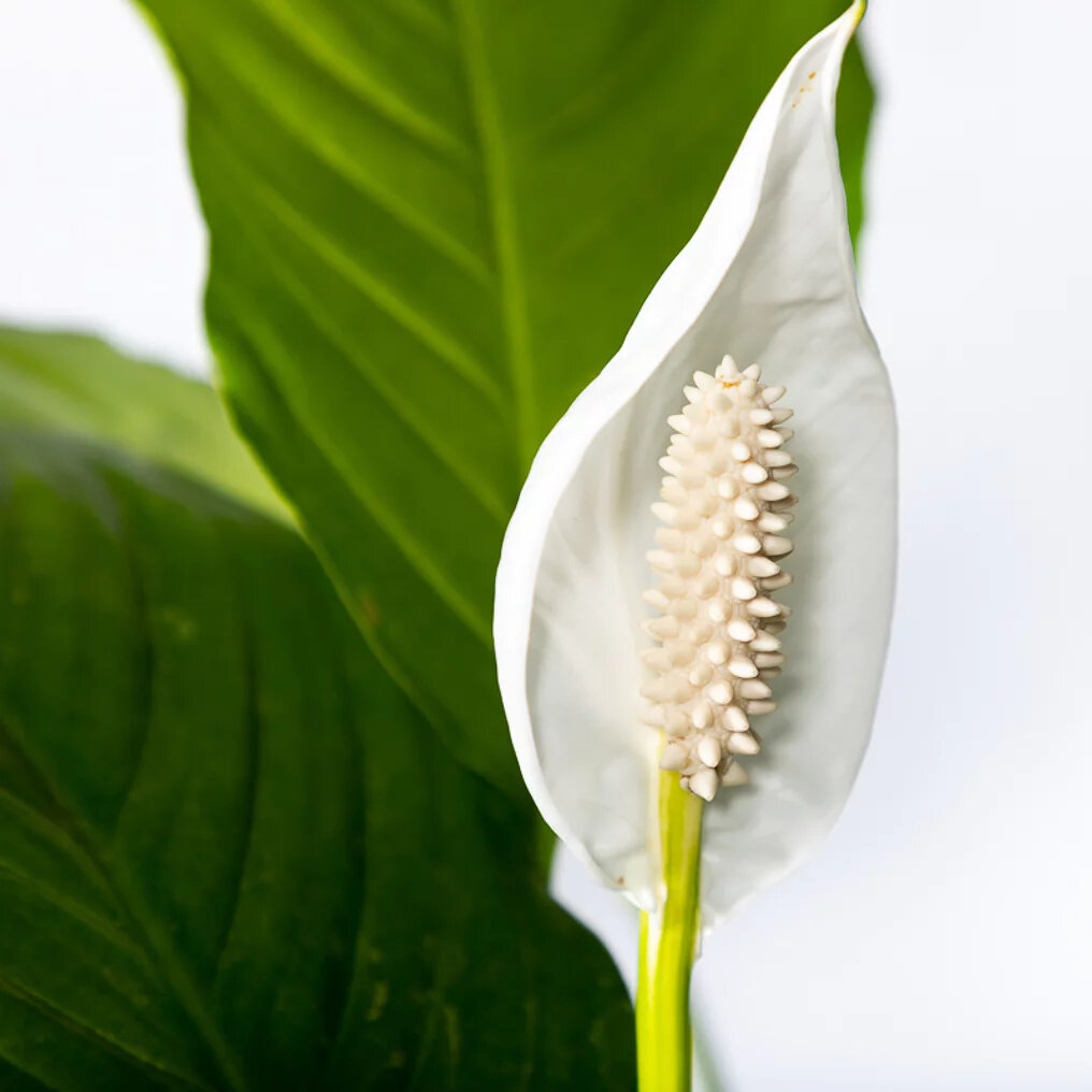 Fleur de lune feuille