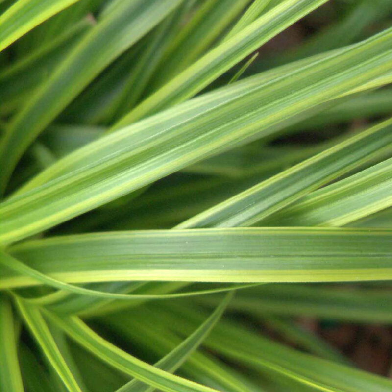 Carex vert citron feuilles