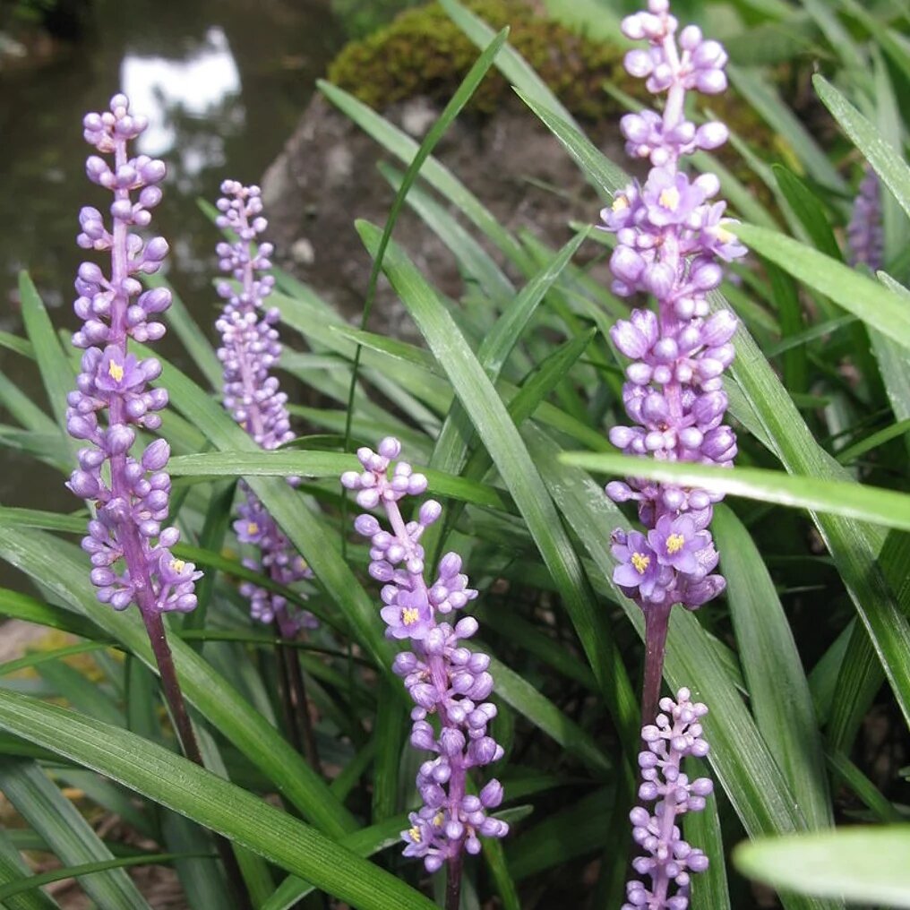 liriope muscari fleurs