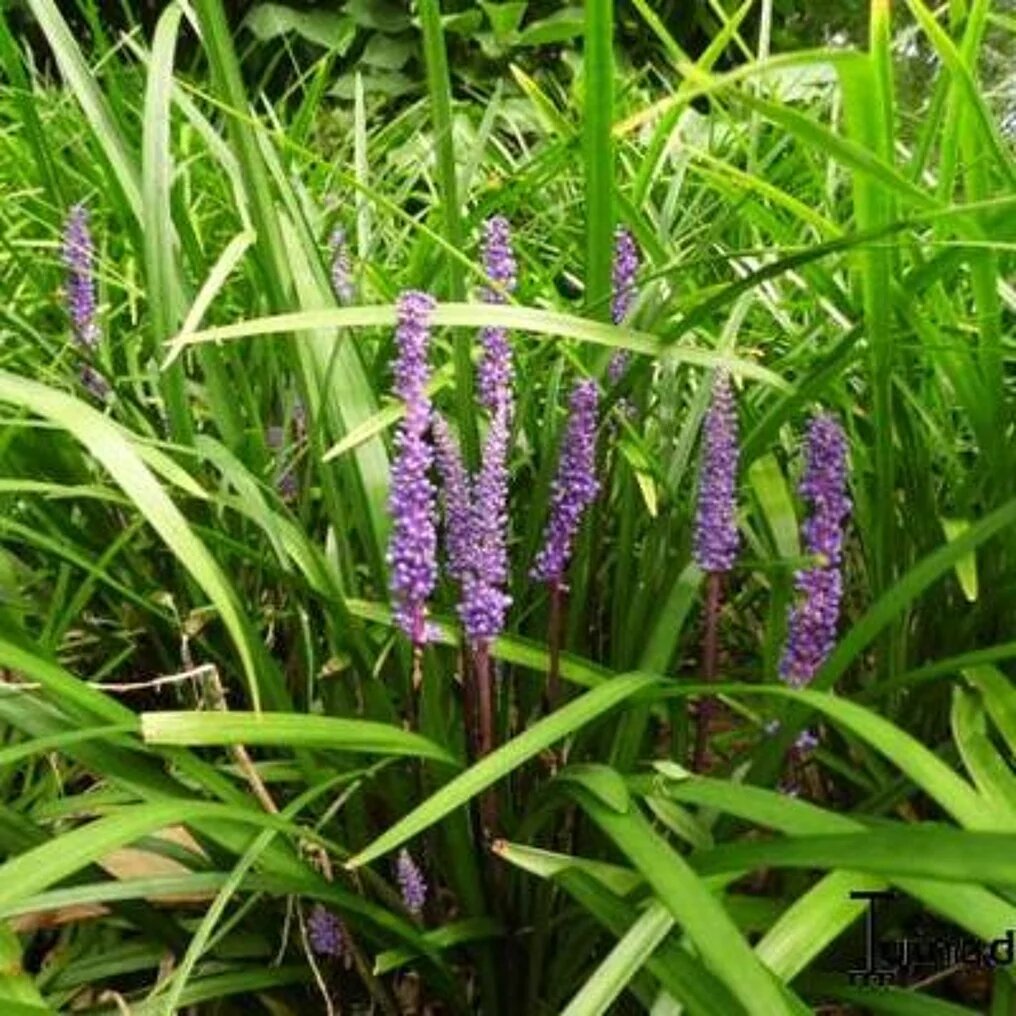 liriope muscari feuille