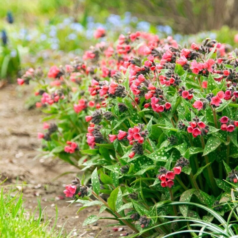 Pulmonaria « Shrimps on the Barbie »