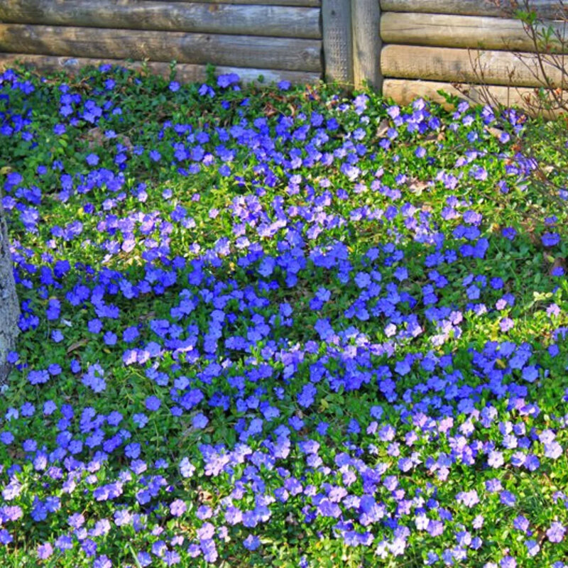 Pervenche pourpre dans le jardin