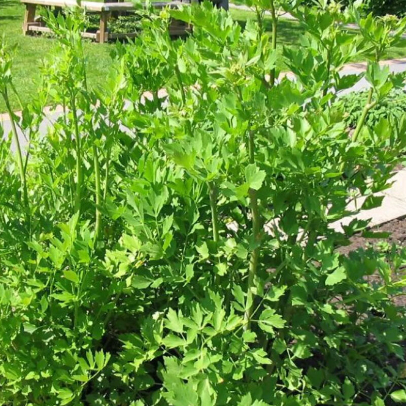 La plante Maggi dans le jardin