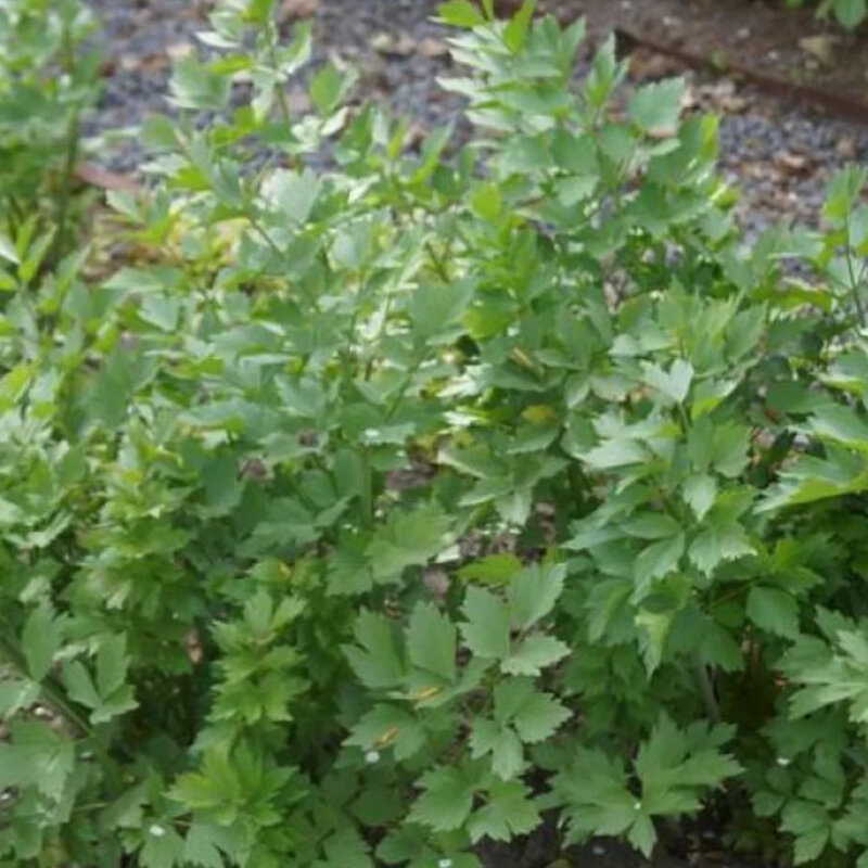 La plante Maggi feuilles