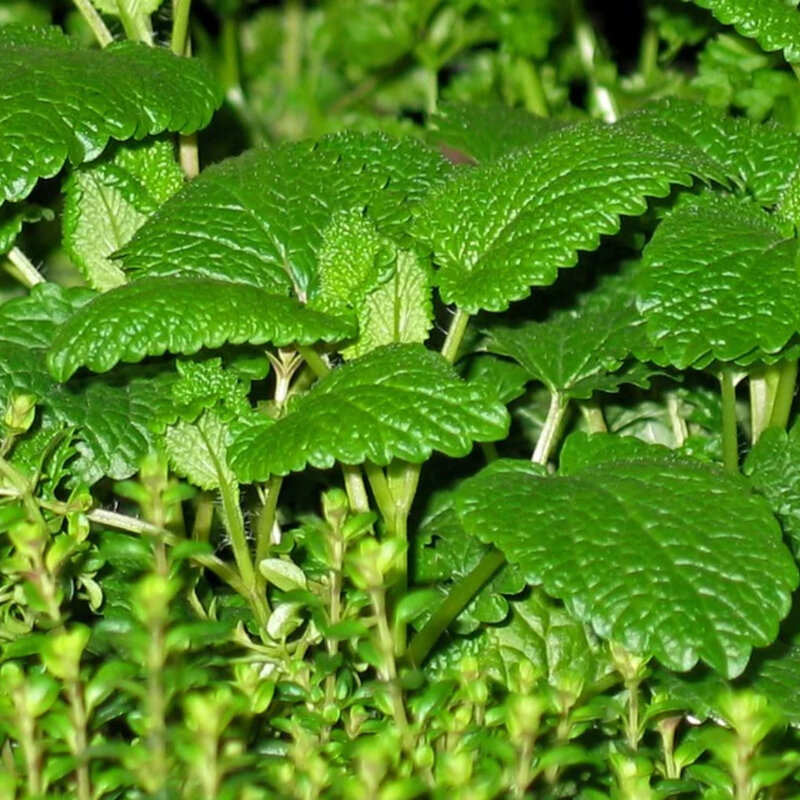 Menthe feuilles