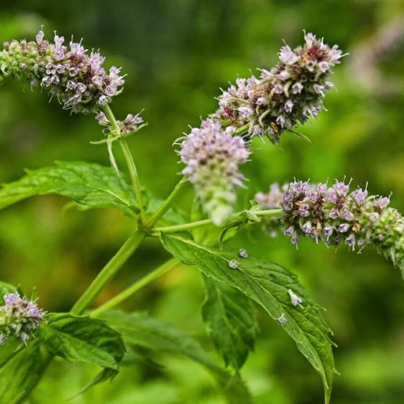 Menthe fleurs