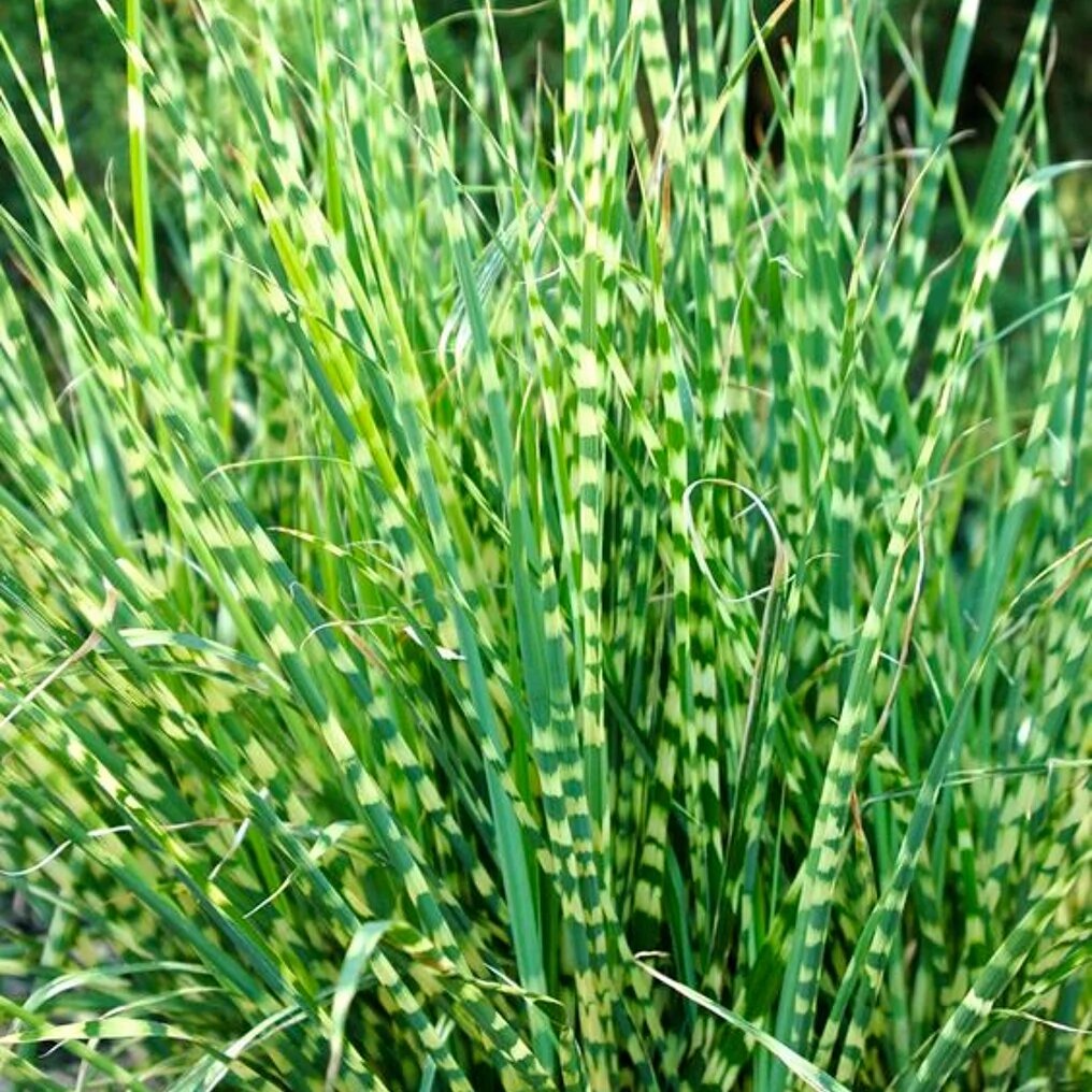 miscanthus sinensis zebrinus