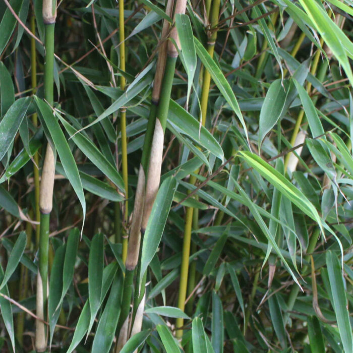 Bambou non-invasif « Campbell »