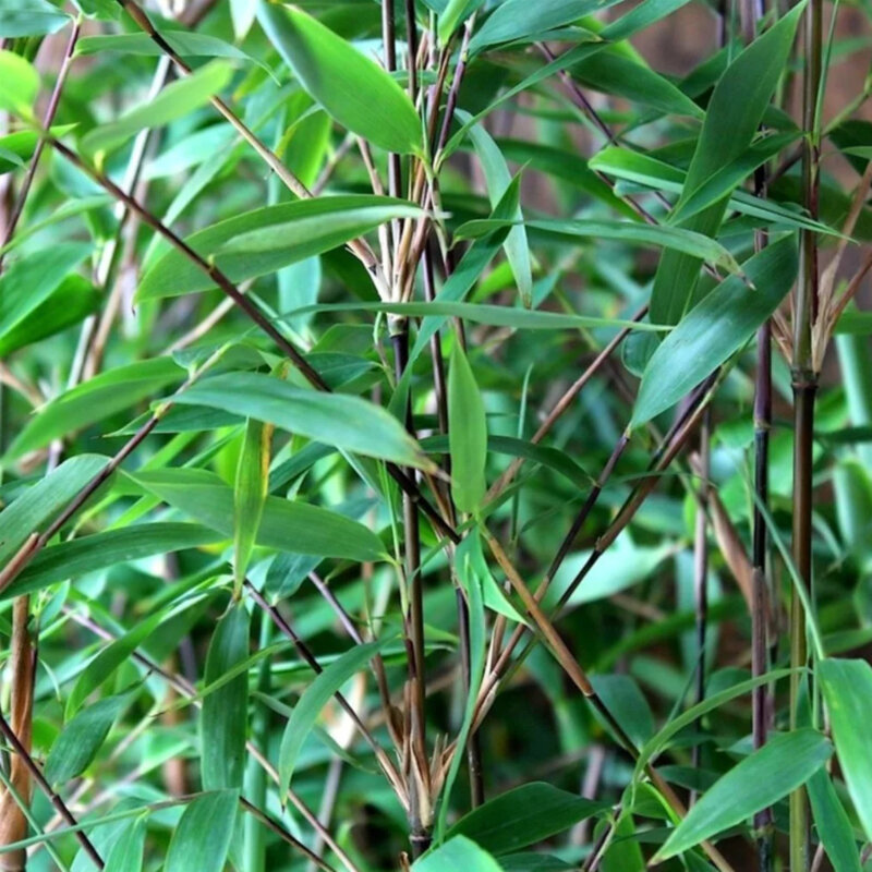 Bambou non invasif « Winter Joy »