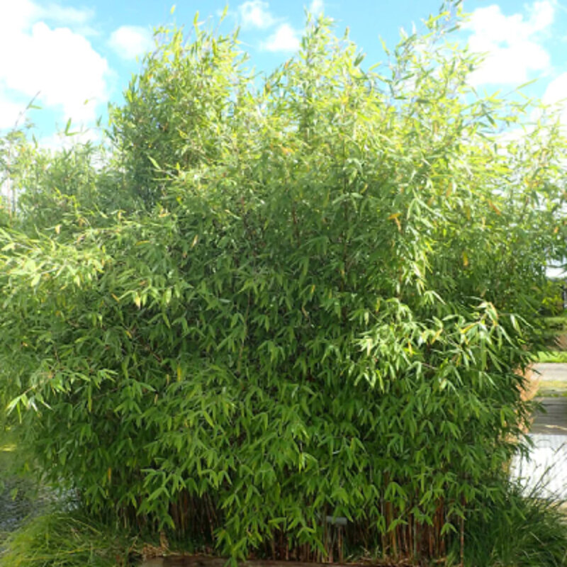 Bambou non invasif « Winter Joy » en pot