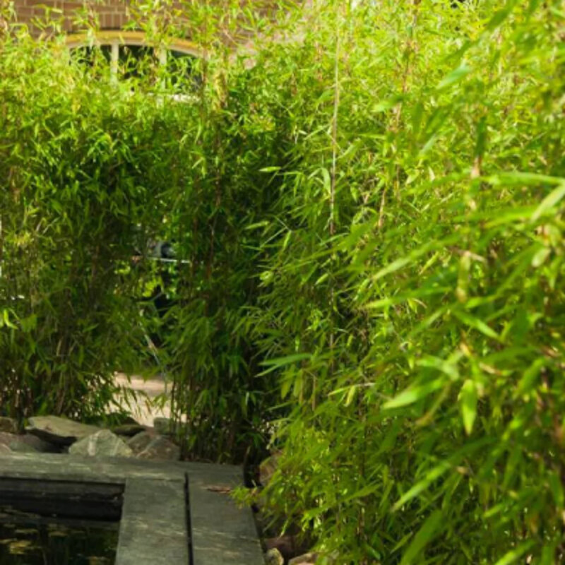 Bambou non-invasif « Obélisque » haie