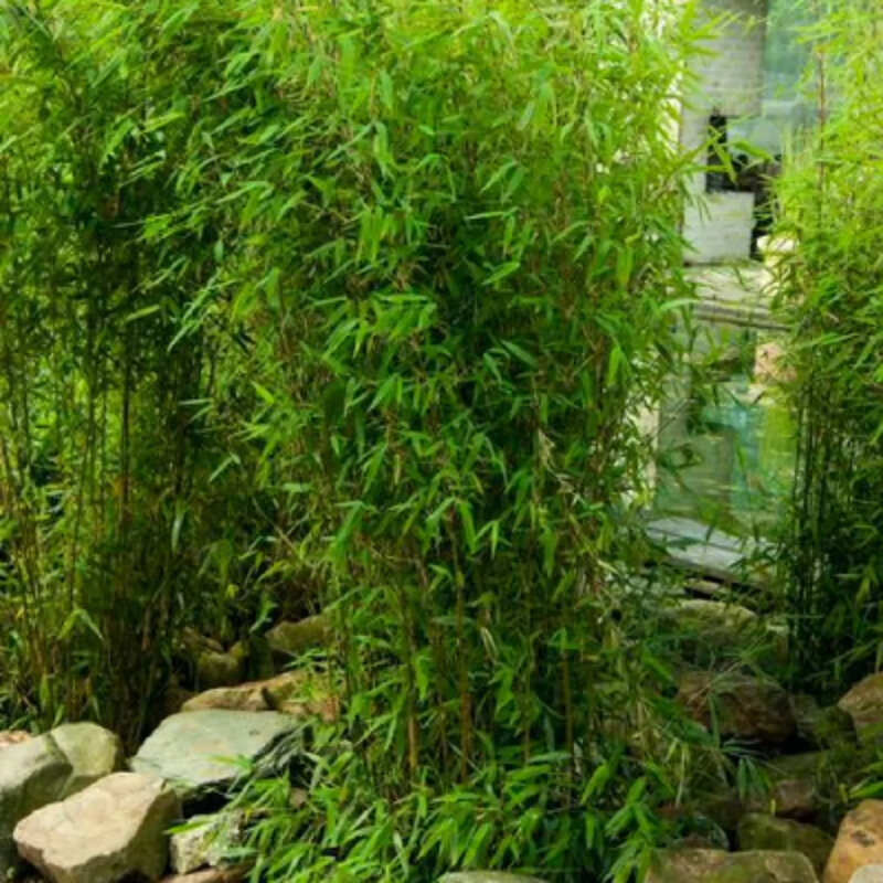 Bambou non-invasif « Obélisque » dans le jardin
